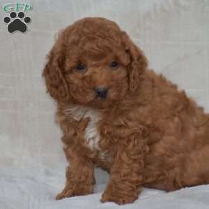 Kyle, Miniature Poodle Puppy